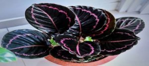 Cara Merawat Calathea Black Lipstick